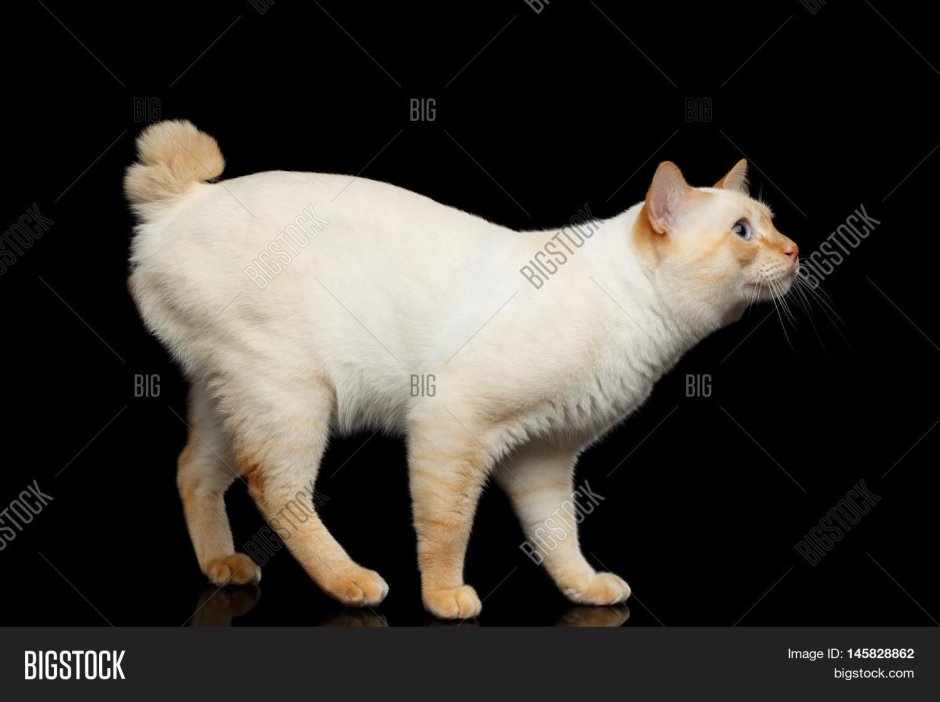 Кот с закрученным хвостом