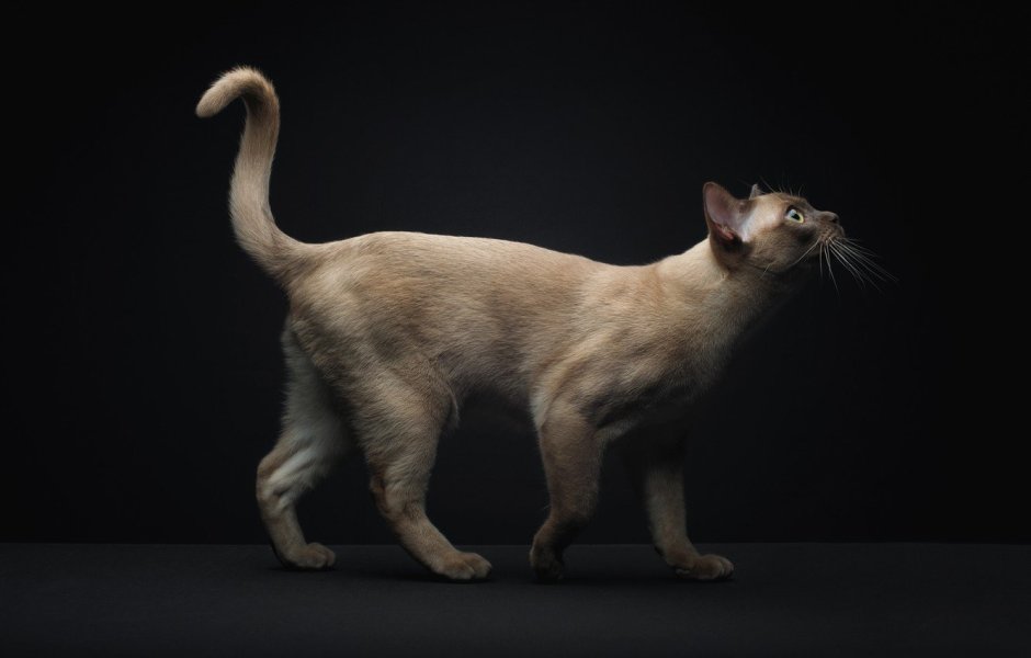 Сиамская кошка