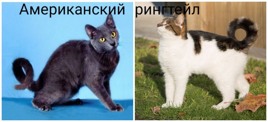 Американский рингтейл