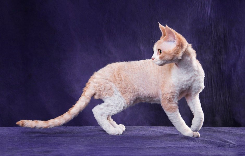Кошка позирует