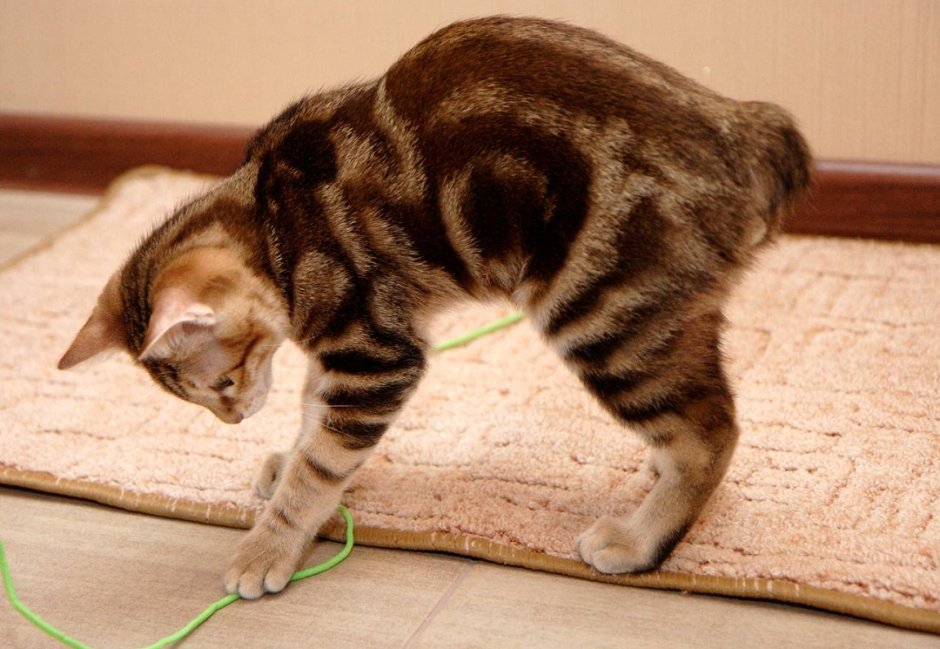 Кот с укороченным хвостом