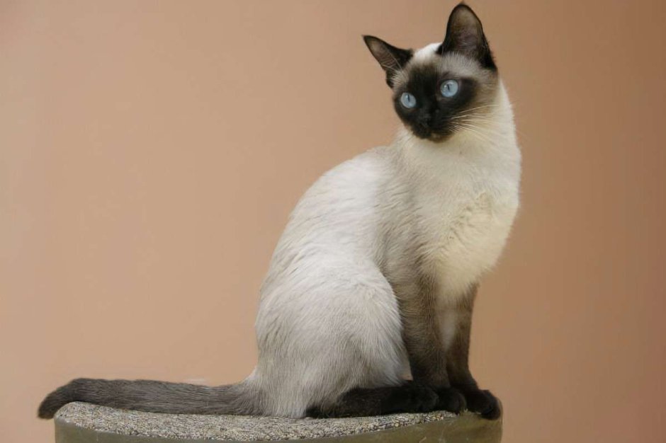 Сиамская короткошерстная