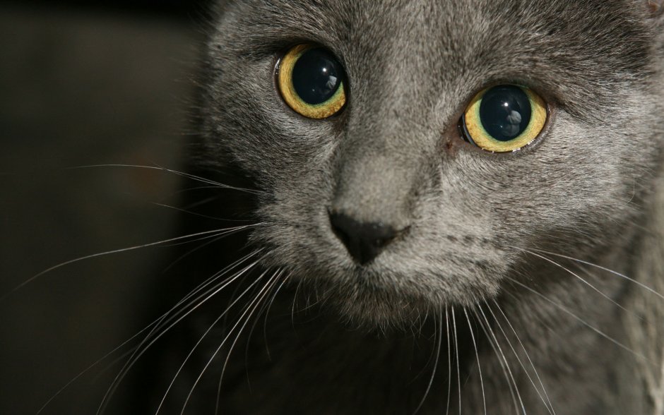 Кошка серая