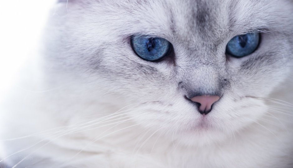 Кот с голубыми глазами