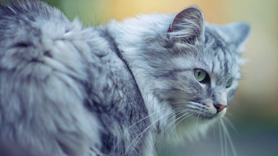 Сибирская кошка серая полосатая