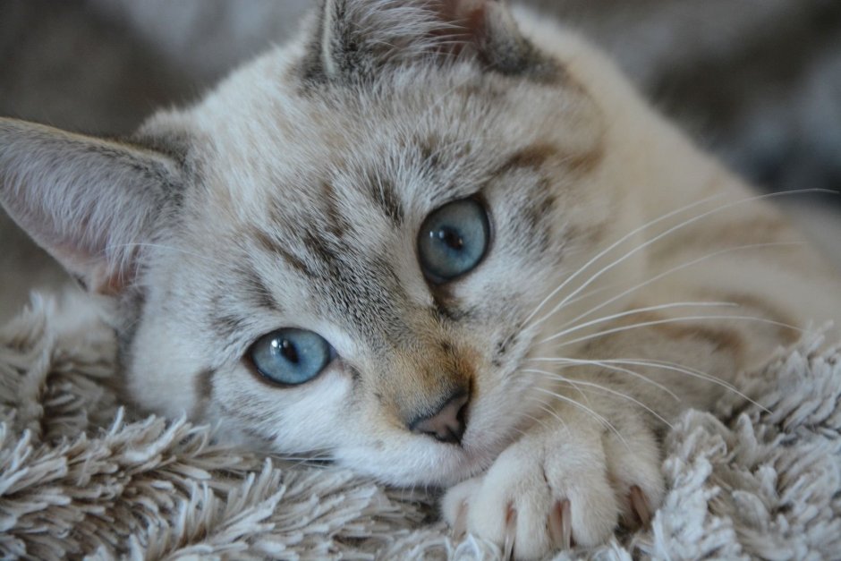 Котэ с голубыми глазами
