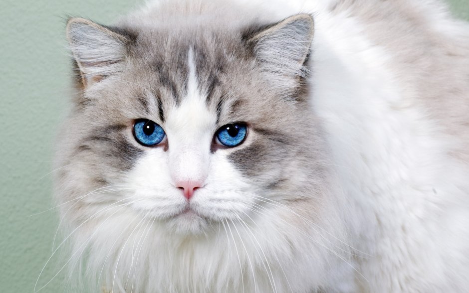 Охос азулес кошка длинношерстная