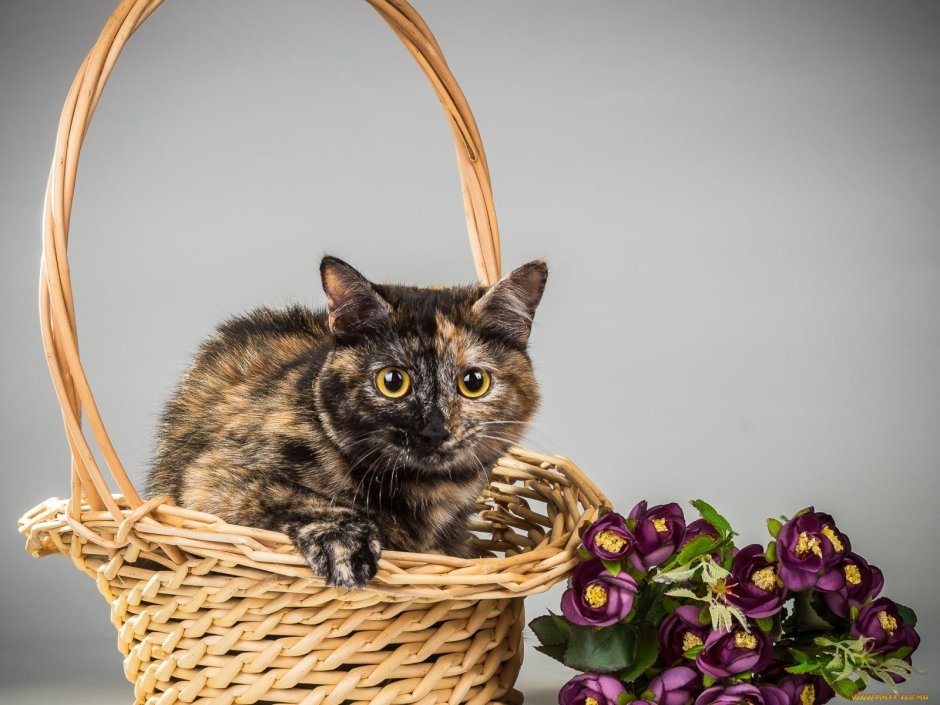 Корзинка для кошки