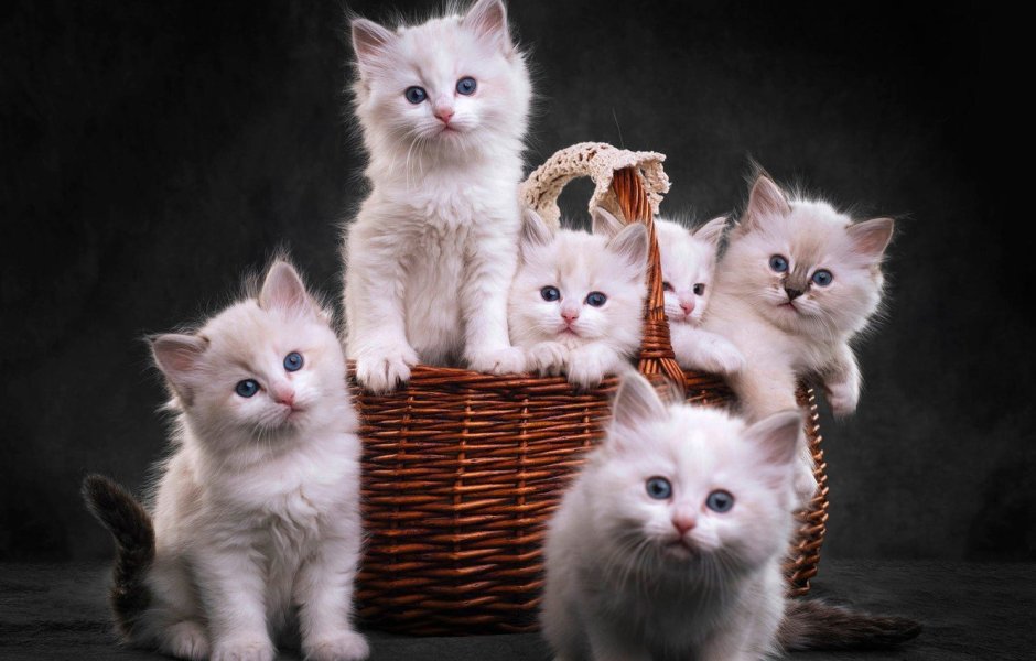 Кошки маленькие