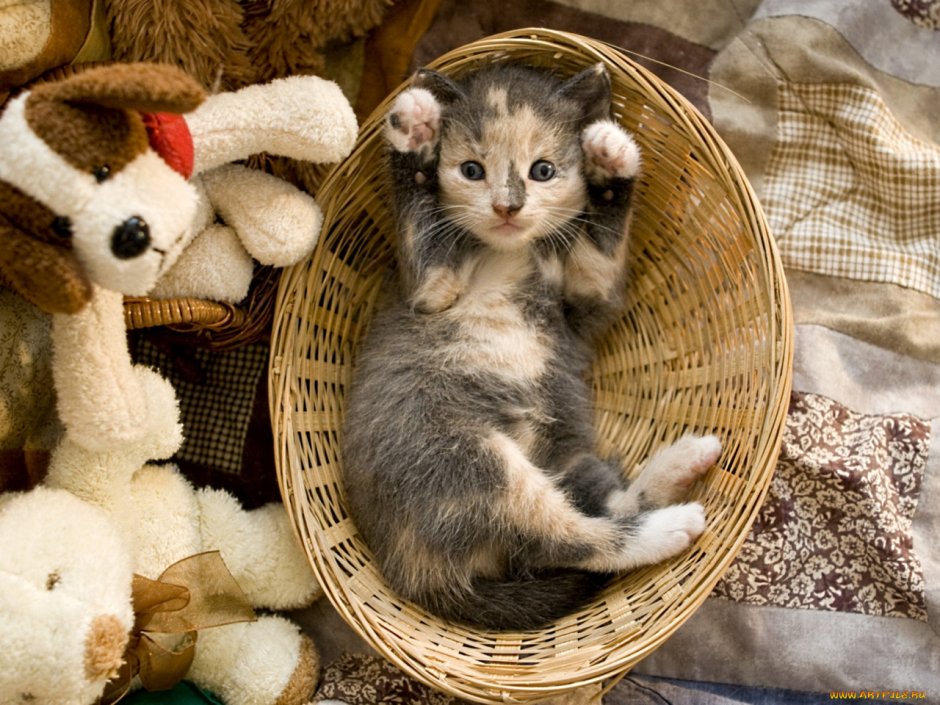 Спящий котенок в корзинке