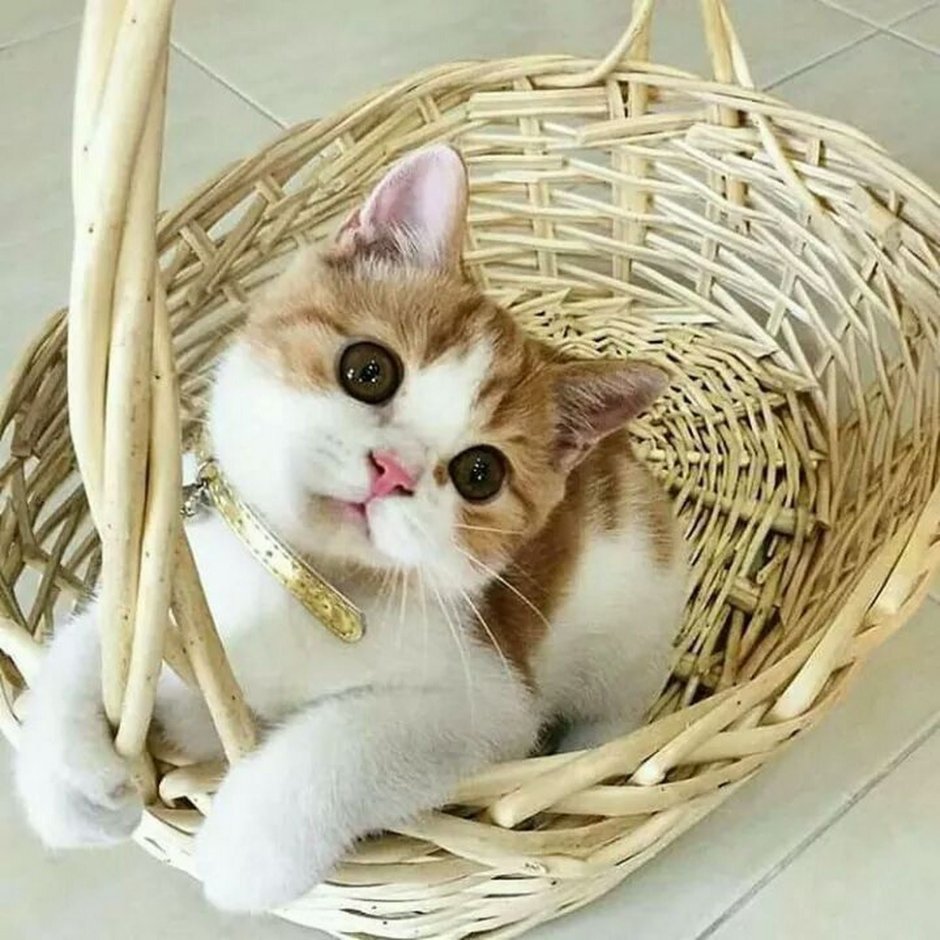 Кошка в лукошке