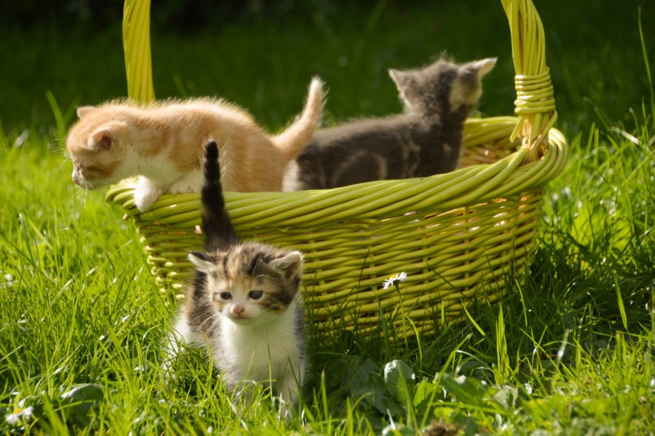 Котята в корзинке