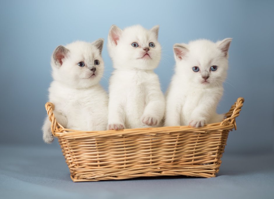 Черный котенок в корзинке