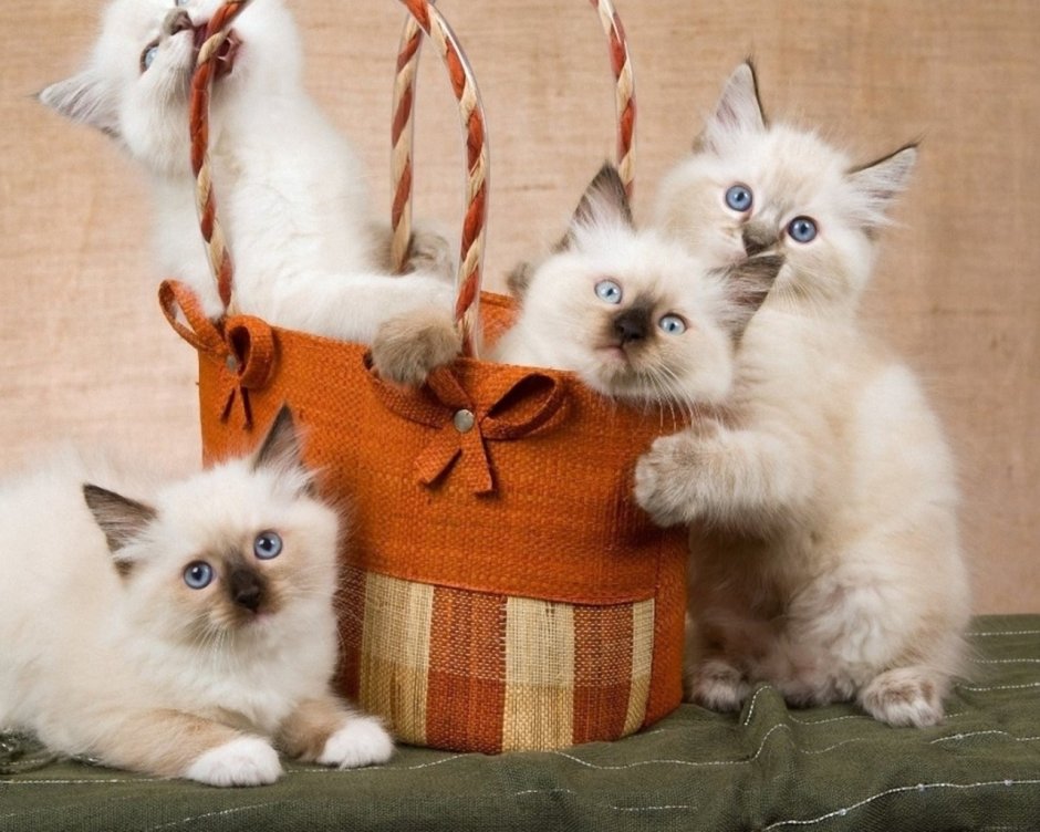 Фотосессия котята в корзинке