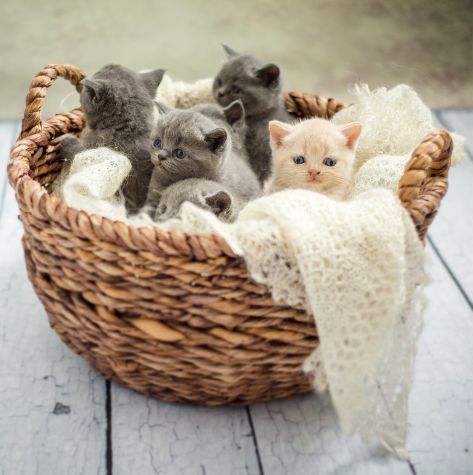Коты в корзинке