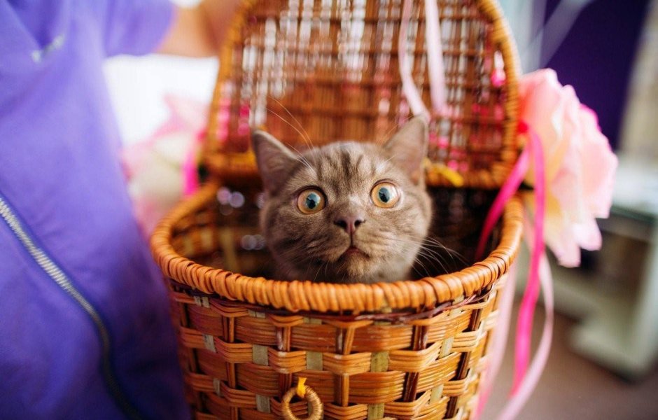 Кот в корзине