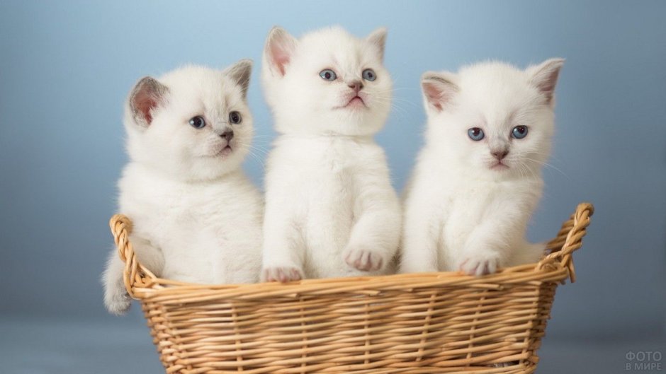 Кошки маленькие