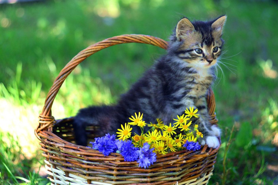 Котята в корзине