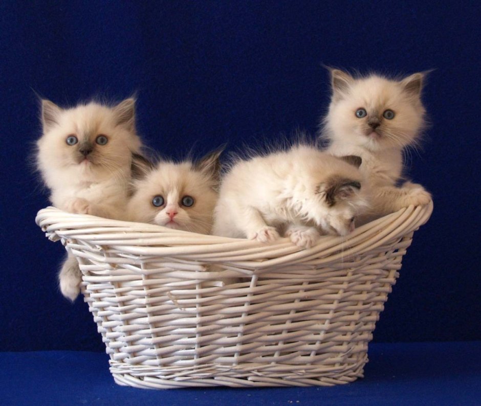 Котики в корзинке