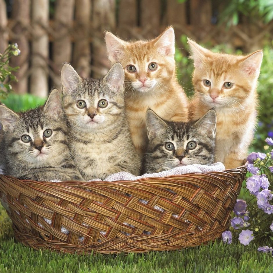 Котята в корзине