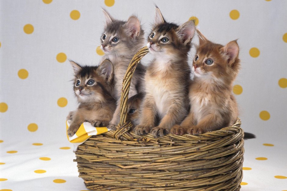 Корзинка для кошки