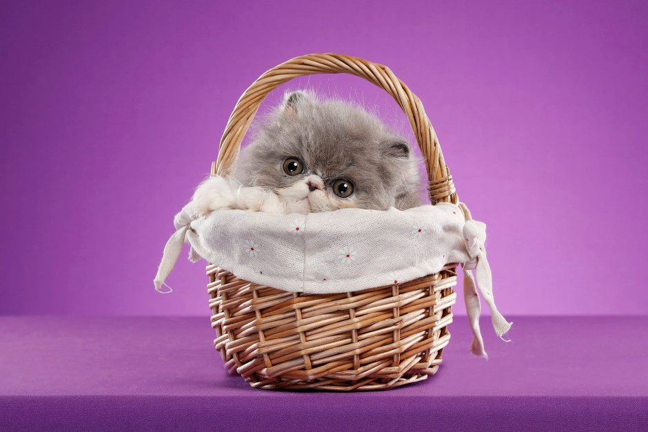 Милый котик в корзинке