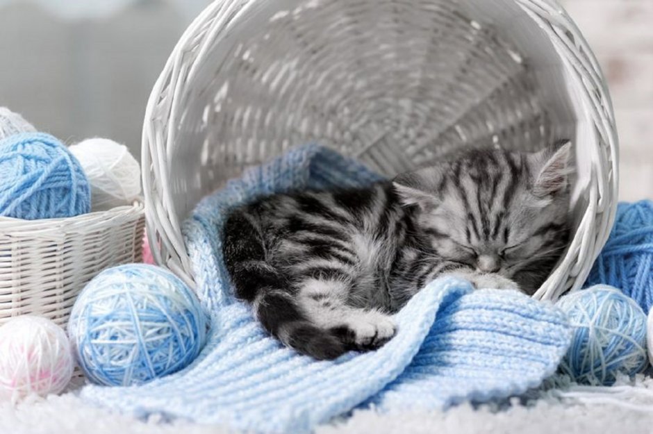 Котенок в корзине с клубочками