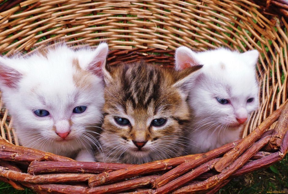 Картинки котят