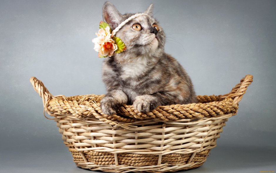 Корзинка для кошки
