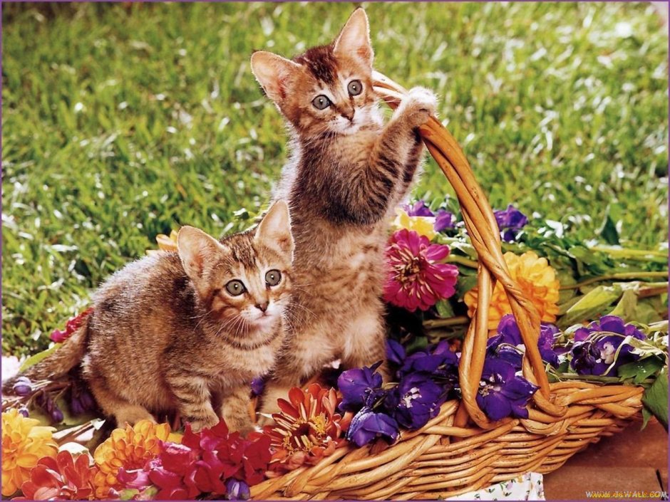 Котенок в корзине с цветами