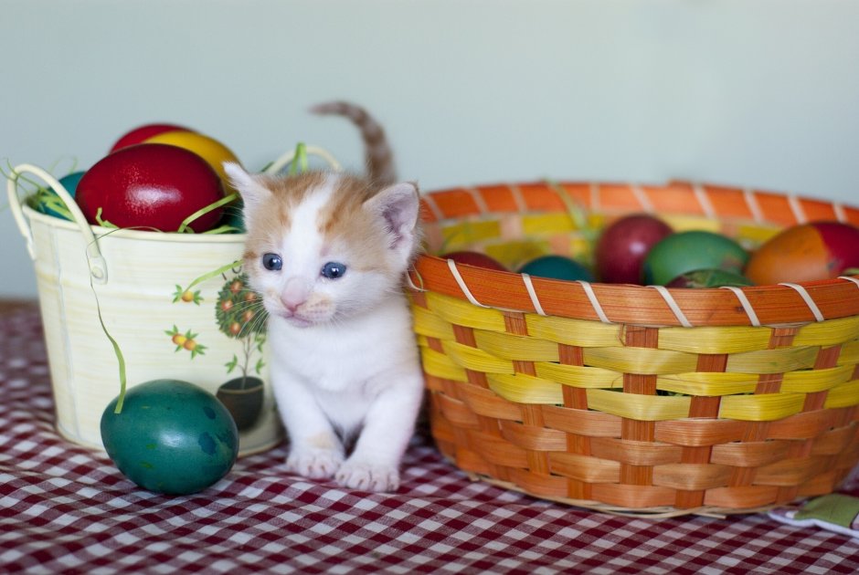 С Пасхой котенок