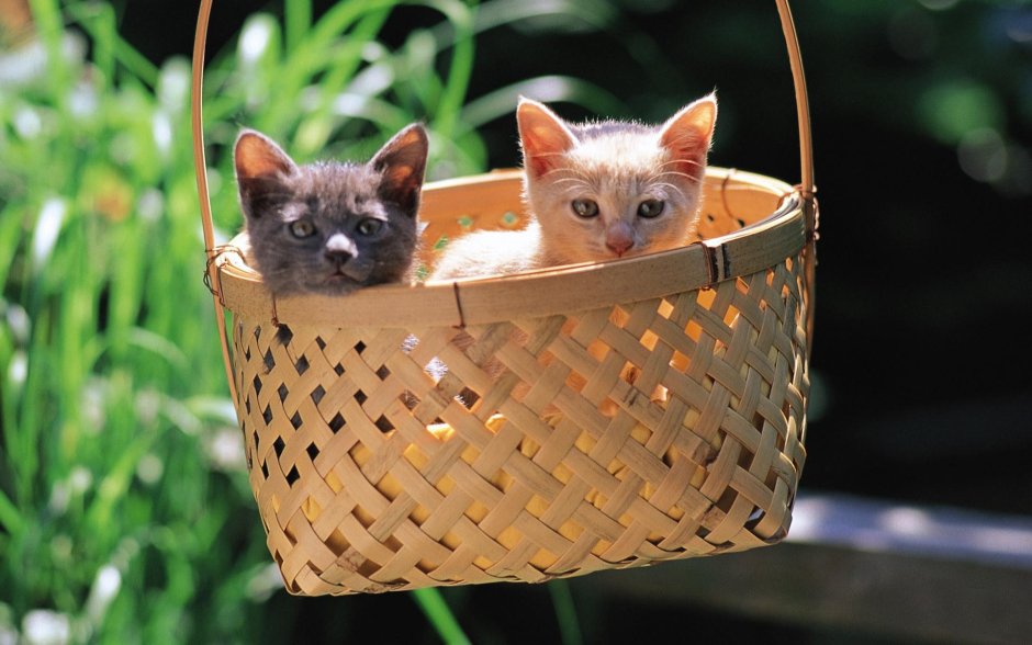 Котенок смешной в корзинке