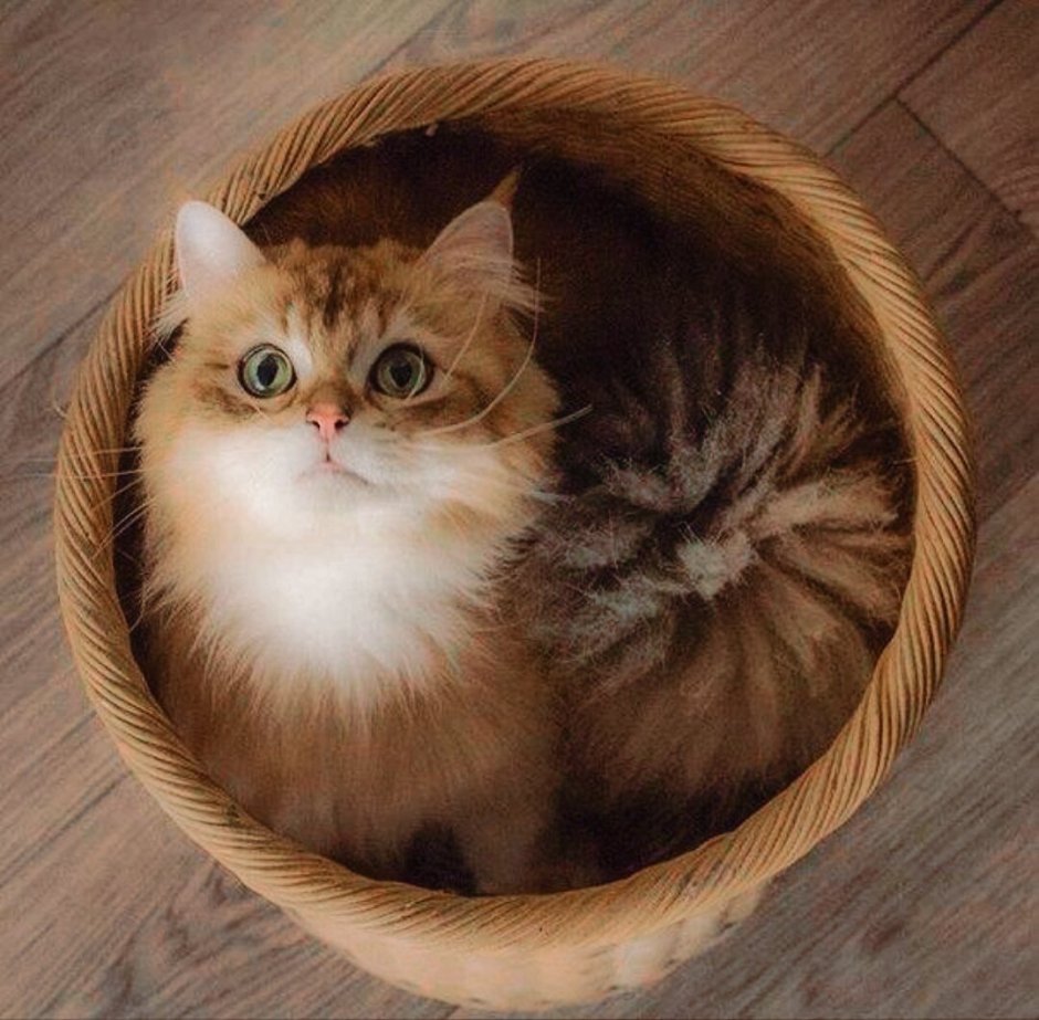 Котики в ленту