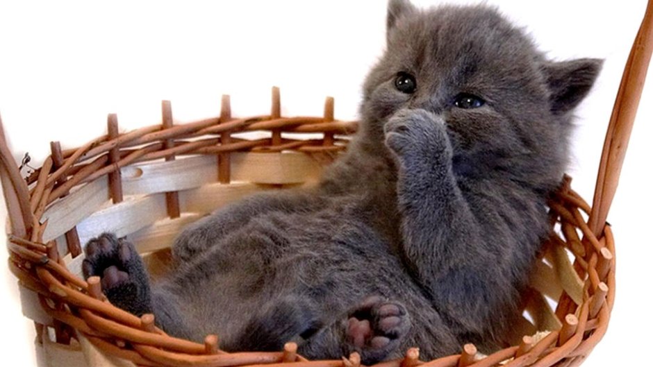 Котята в корзинке
