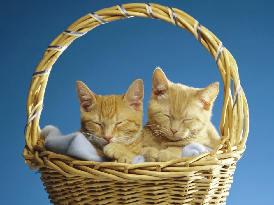 Котята в корзинке