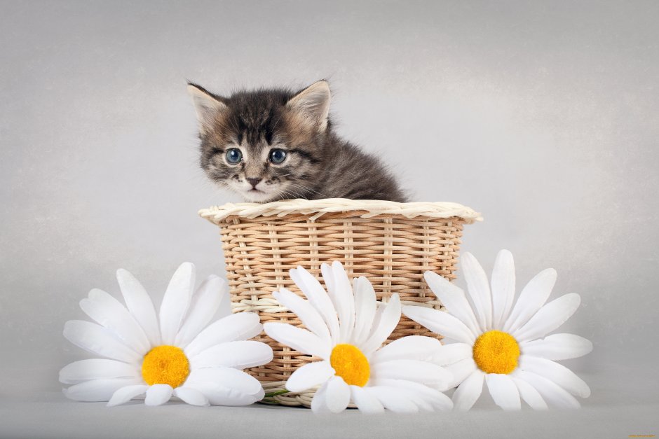 Котенок в корзине с цветами