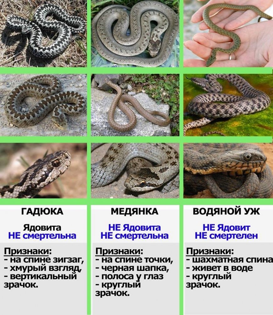 Уж и гадюка медянка полоз