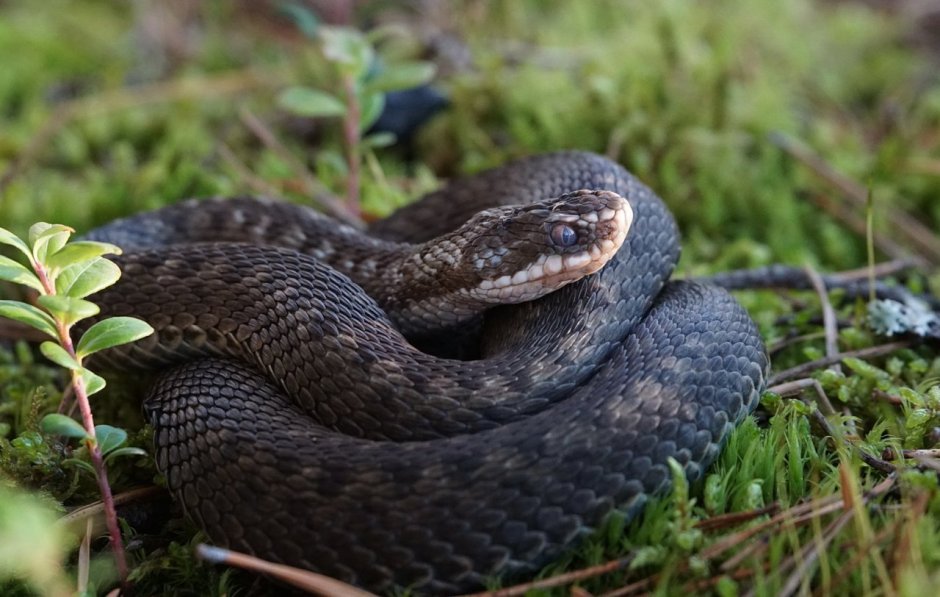 Обыкновенная гадюка меланист