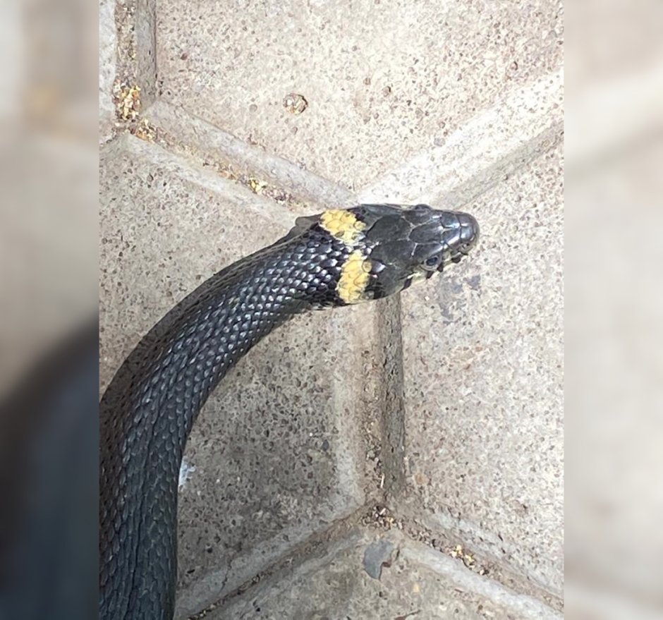 Уж змея Башкирии