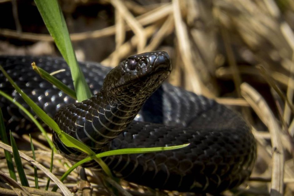 Гадюка меланист