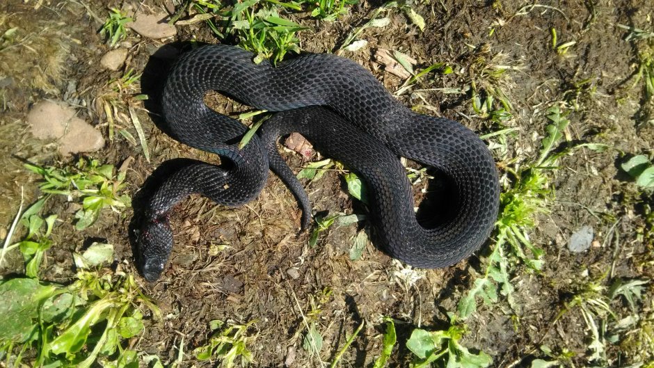 Ядовитые змеи Башкирии