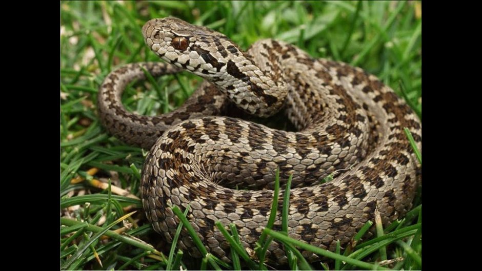 Змея Степная гадюка