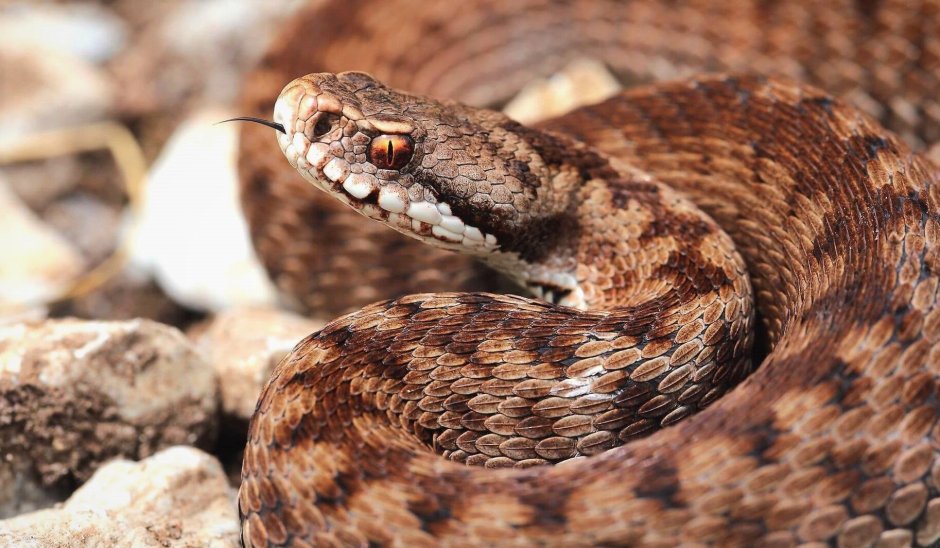 Щитомордник Дальневосточный