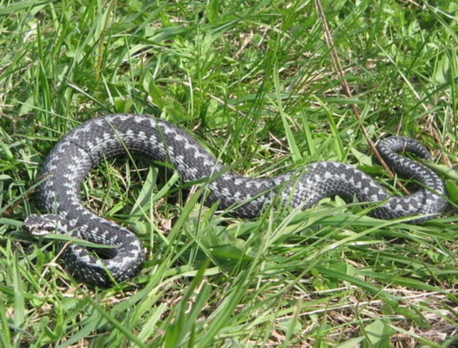 Змея гадюка большая