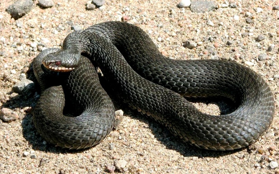 Гадюка меланист