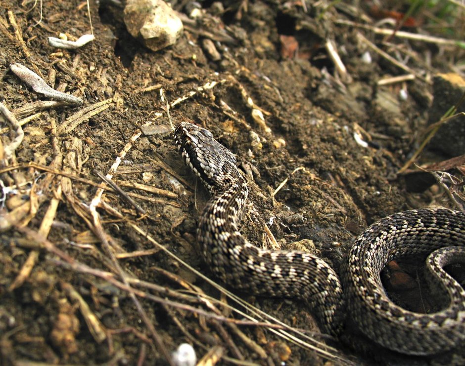 Восточная Степная гадюка