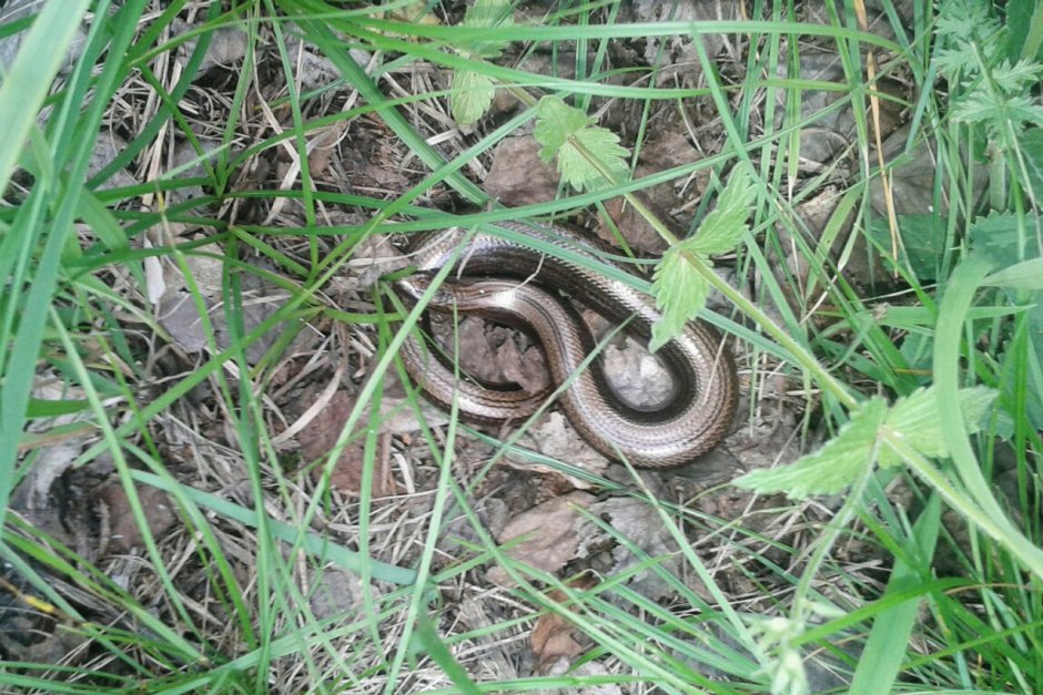 Медянка змея в Башкирии