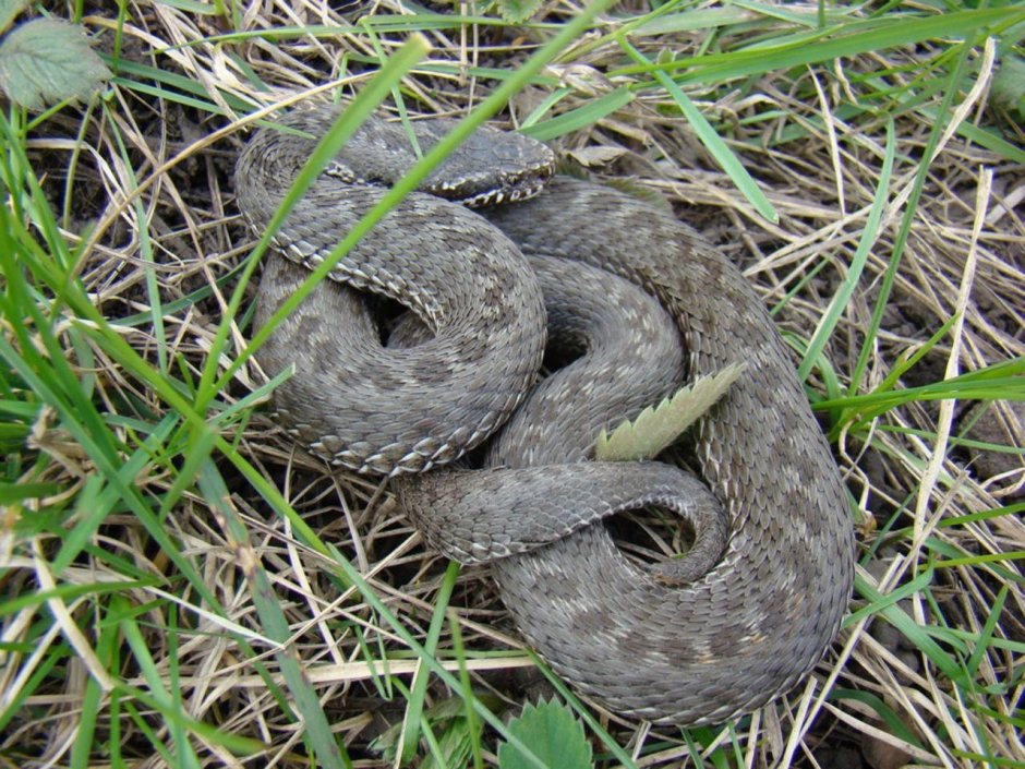 Гадюка Лотиева