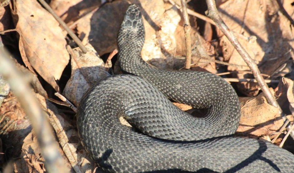 Змеи в Юнтоловском заказнике