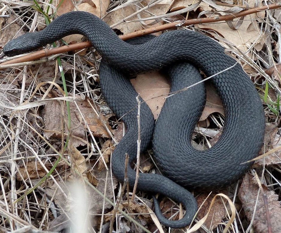 Чёрная гадюка змея